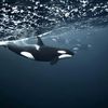 orca_chick_uk