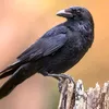 stonephoenix19