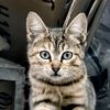 dima_dz3