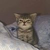 grasskat