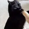 antonijo_g