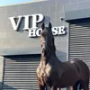 VIP HORSES    🐎