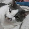 dakitty._