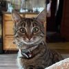 Kitty