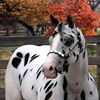 nourbouke