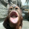 The Toledo Zoo