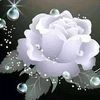 yulisaoreccellccascca