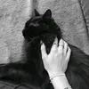 ll_zii
