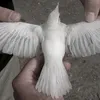 xcvurei