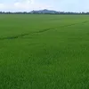 tiengnhaikeudem