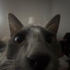 akirasbottomhalf7