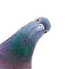 kalebpigeon