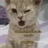 dangvi14