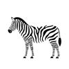 zebra5855
