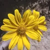 estrelinhado.mc