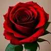 www.tiktok.com.mundogira