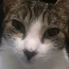 ph03n1xcatt