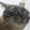 mamilatromimi