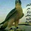 ghazi.aljaar