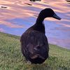 quackychanducknorris
