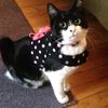 joy_loves_cats