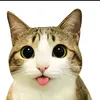 dripamarealdiripim
