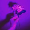 arisaesthexic