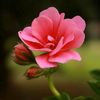 🌹❤️🎶 Ruth 🎶❤️🌹