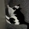 heythatsmycat