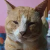 mtcat0993