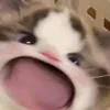 10_n_6