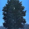 moongardeningny