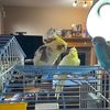 chattylittlebirds