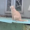 suiuoiii