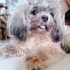 lub_dub01
