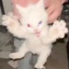 whisureik