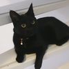 pishi.com