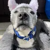milly_bella_lola_