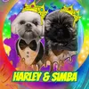 harleybearshihtzu