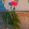 mimi_bts93