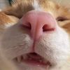 lynxsyss