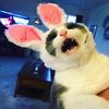 thecatrebels