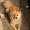 momofmanydogs