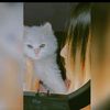 thehazelpaws