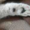jees_012jees