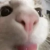 o_zin00ko