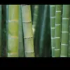 dinhquan