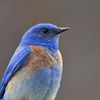 birdieblurbs