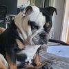 duke_ed