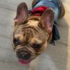 louie_the_frenchie_1
